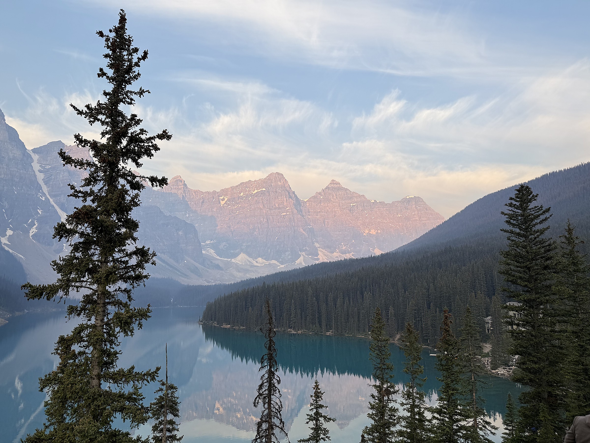 A pine tree frames Moraine Lake at sunrise, turquoise water reflecting a pink-lit mountain range.