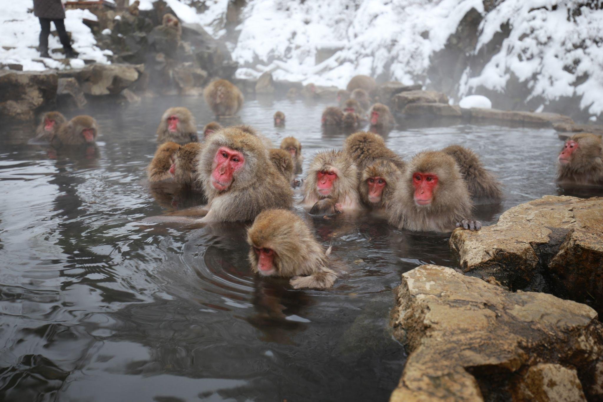 A group of Japanese macaques bathing together in a snowy hot spring at Jigokudani.